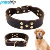 Dog collar Premium