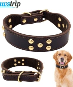 Dog collar Premium