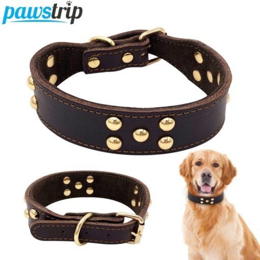 Dog collar Premium