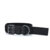 Copybook Dog Collar